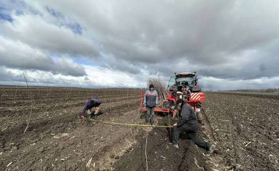 UTM plantează 10 hectare de livadă didactică - agroexpert.md