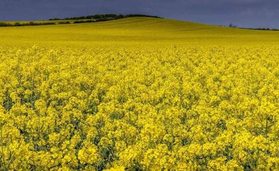  Ce riscuri există pentru culturile din câmp în contextul înghețurilor - agroexpert.md