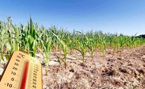 Жара ударила по растениеводству и птицеводству Франции: гибнет птица - agroexpert.md
