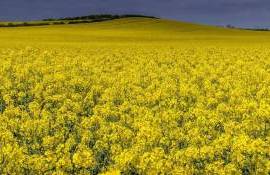  Ce riscuri există pentru culturile din câmp în contextul înghețurilor - agroexpert.md