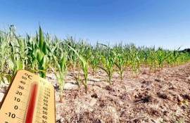 Жара ударила по растениеводству и птицеводству Франции: гибнет птица - agroexpert.md