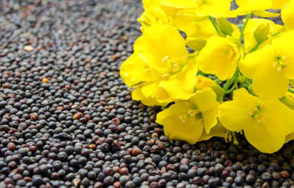 Цены на рапс в Украине выросли вслед за котировками в Париже - agroexpert.md