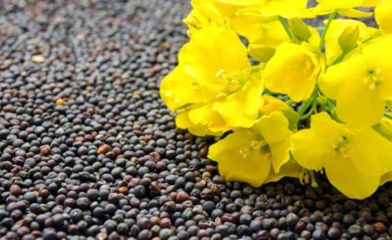 Цены на рапс в Украине выросли вслед за котировками в Париже - agroexpert.md