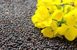 Цены на рапс в Украине выросли вслед за котировками в Париже - agroexpert.md