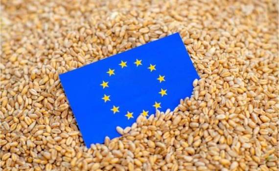 Экспорт европейской пшеницы в 2025/26 МГ увеличился на 1,5 млн тонн - agroexpert.md