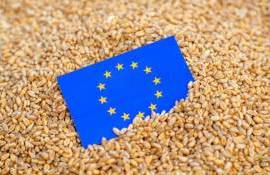 Экспорт европейской пшеницы в 2025/26 МГ увеличился на 1,5 млн тонн - agroexpert.md