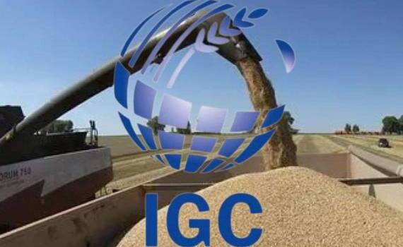 IGC повысил прогноз мирового производства зерна на 2026-2027 годы - agroexpert.md