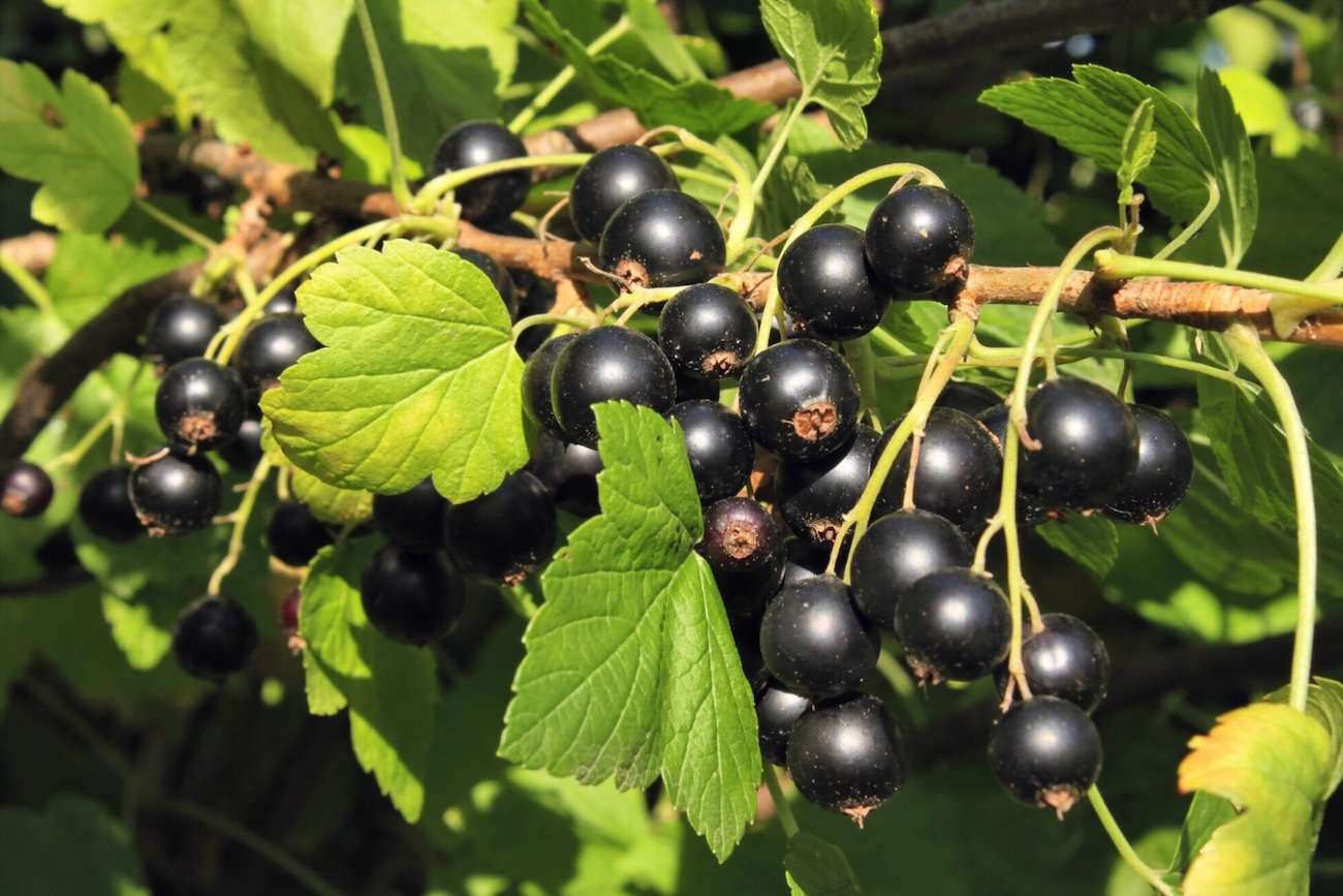 Coacăzele au intrat pe piață: prețuri mari la început de sezon - agroexpert.md
