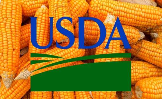 Мировой урожай кукурузы в 2025/26 МГ: прогноз USDA вырос на 3,5 млн тонн - agroexpert.vd