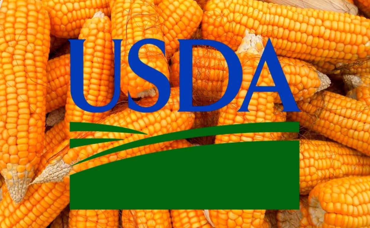 Мировой урожай кукурузы в 2025/26 МГ: прогноз USDA вырос на 3,5 млн тонн - agroexpert.vd