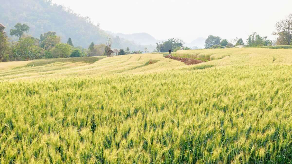 Sudul R. Moldova: recoltă bună, dar venituri reduse - agroexpert.md