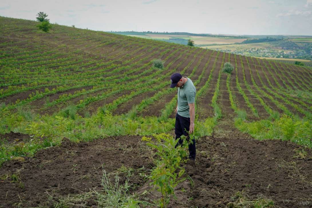 Împădurirea Moldovei dă rezultate: puieții de la Mihailovca s-au prins - agroexpert.md