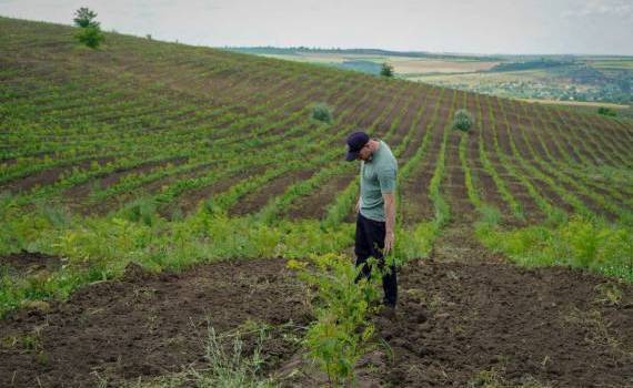 Împădurirea Moldovei dă rezultate: puieții de la Mihailovca s-au prins - agroexpert.md