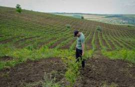 Împădurirea Moldovei dă rezultate: puieții de la Mihailovca s-au prins - agroexpert.md