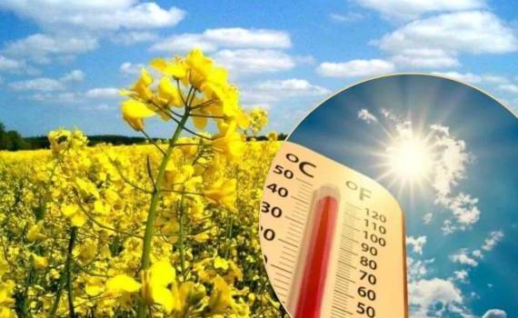 Жаркая погода в Европе способствует росту котировок на рапс - agroexpert.md
