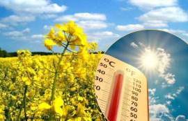 Жаркая погода в Европе способствует росту котировок на рапс - agroexpert.md