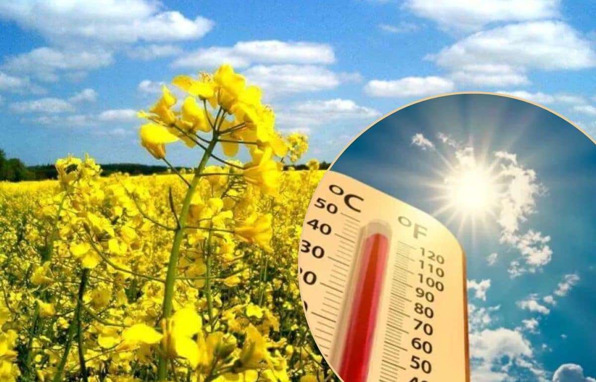 Жаркая погода в Европе способствует росту котировок на рапс - agroexpert.md