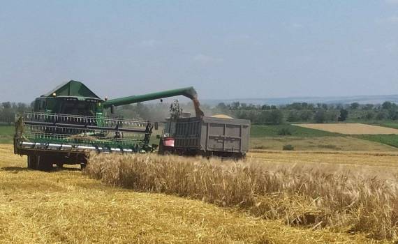 Recoltarea a început în sudul R.Moldova: orzul, primul pe câmp - agroexpert.md