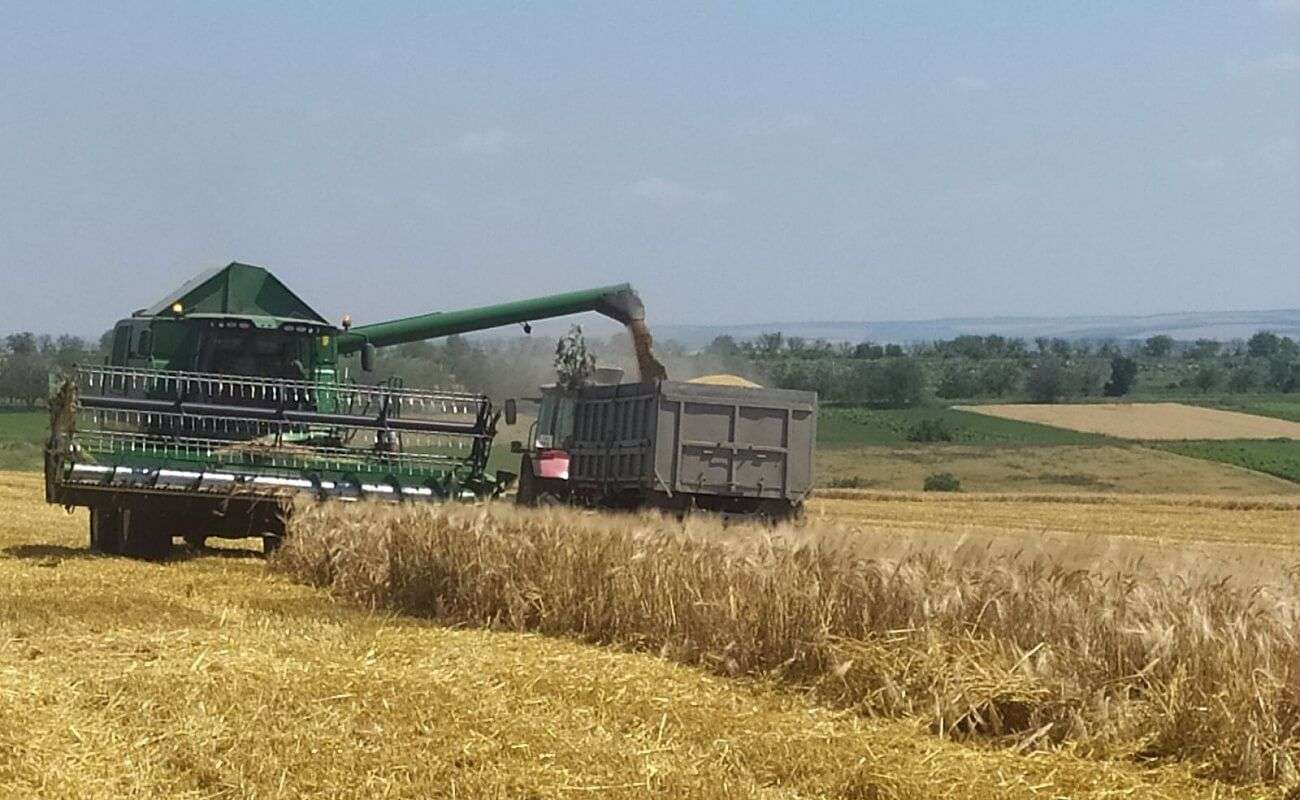 Recoltarea a început în sudul R.Moldova: orzul, primul pe câmp - agroexpert.md