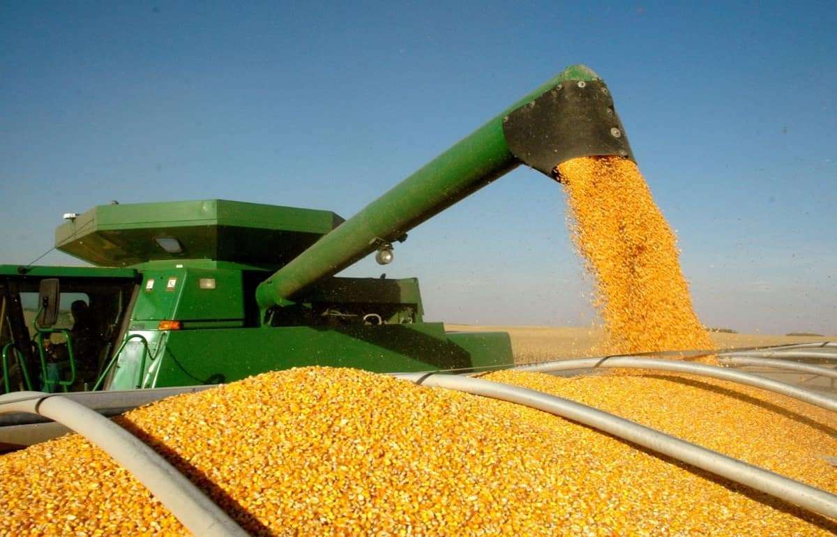 IGC увеличила прогноз мирового производства кукурузы на сезон 2026/27 - agroexpert.md
