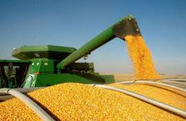 IGC увеличила прогноз мирового производства кукурузы на сезон 2026/27 - agroexpert.md