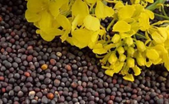 Румыния заменила Украину как ведущего поставщика рапса в Германии - agroexpert.md