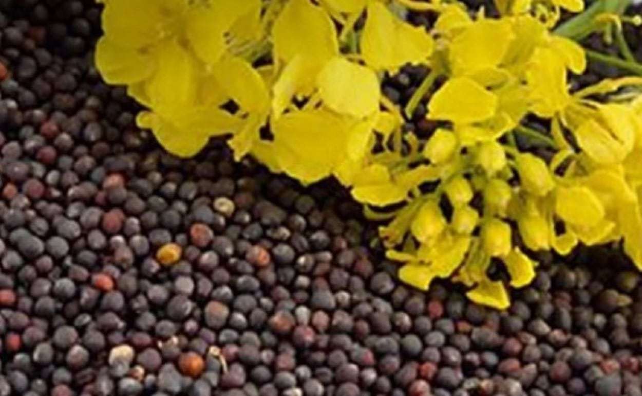 Румыния заменила Украину как ведущего поставщика рапса в Германии - agroexpert.md