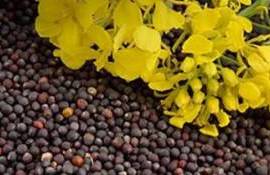 Румыния заменила Украину как ведущего поставщика рапса в Германии - agroexpert.md