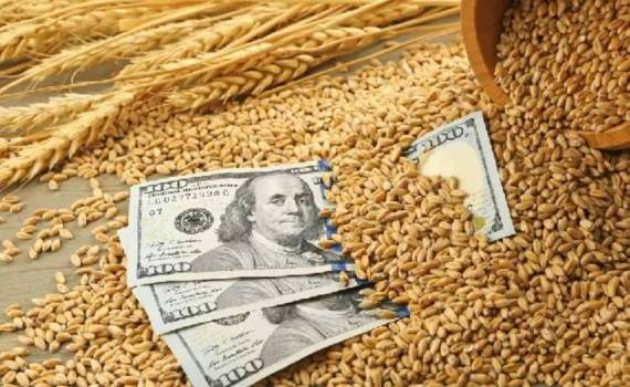 Почему цены на пшеницу в Черноморском регионе остаются высокими - agroexpert.md   