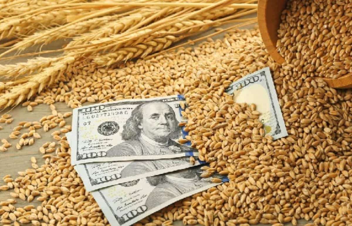 Почему цены на пшеницу в Черноморском регионе остаются высокими - agroexpert.md   