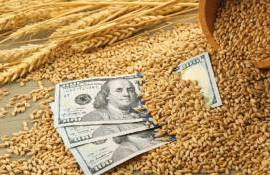 Почему цены на пшеницу в Черноморском регионе остаются высокими - agroexpert.md   