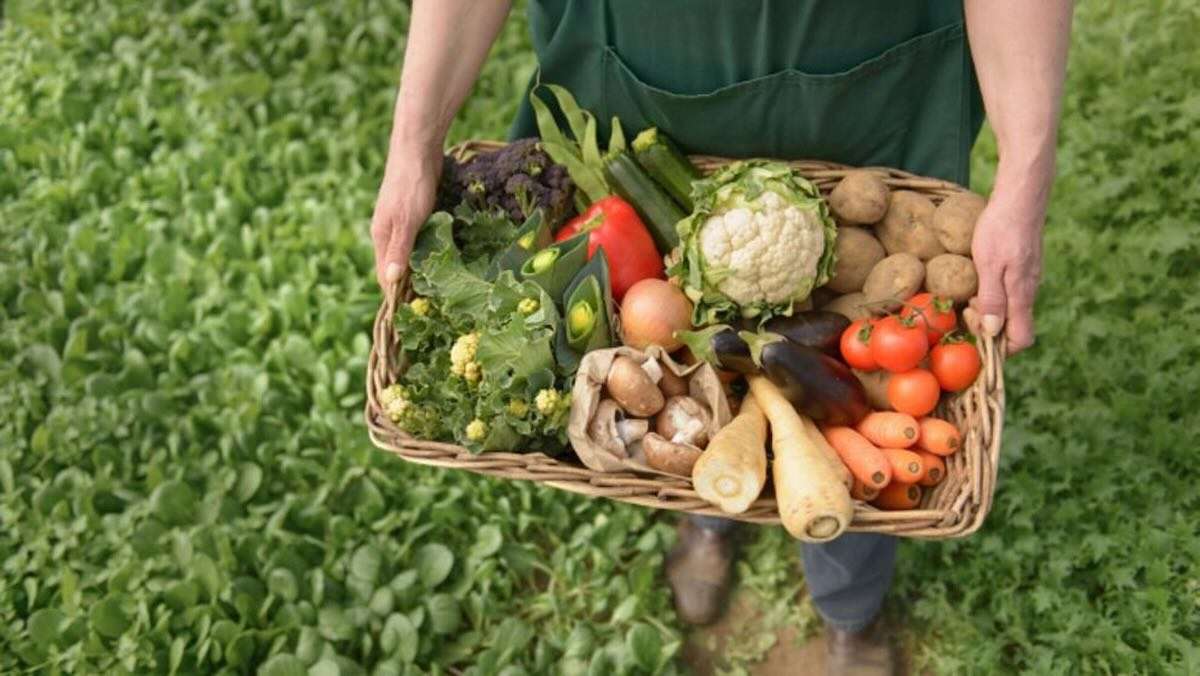 Relansarea agriculturii ecologice. Ce pregătește Ministerul - agroexpert.md