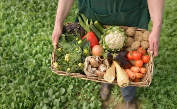 Cum vrea MAIA să dezvolte agricultura ecologică în R. Moldova - agroexpert.md