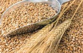 Снижение стоимости пшеницы зафиксировано в портах Большой Одессы - agroexpert.md