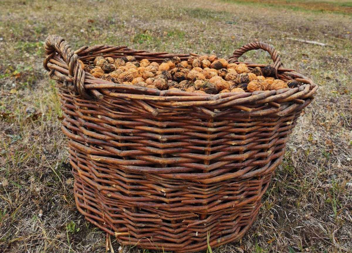 stocuri de nuci pentru export - AGROEXPERT.MD