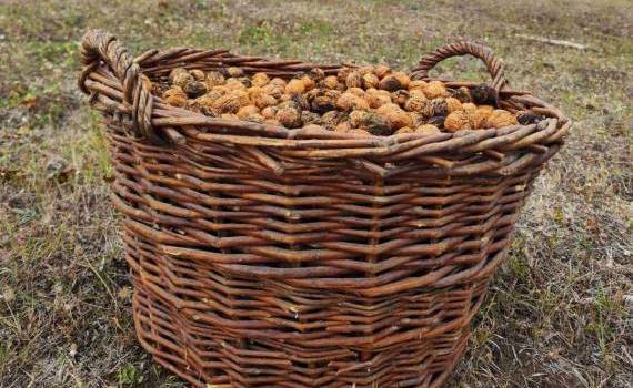 stocuri de nuci pentru export - AGROEXPERT.MD