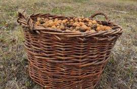 stocuri de nuci pentru export - AGROEXPERT.MD