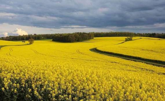  Lista utilizărilor minore pentru protecția culturilor a fost aprobată - agroexpert.md