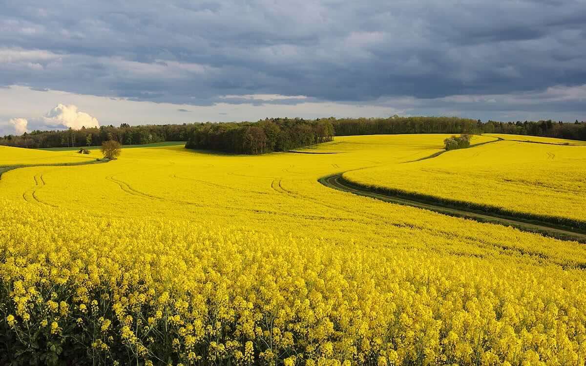  Lista utilizărilor minore pentru protecția culturilor a fost aprobată - agroexpert.md