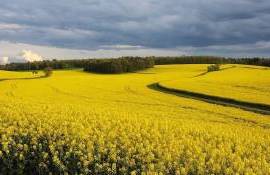  Lista utilizărilor minore pentru protecția culturilor a fost aprobată - agroexpert.md