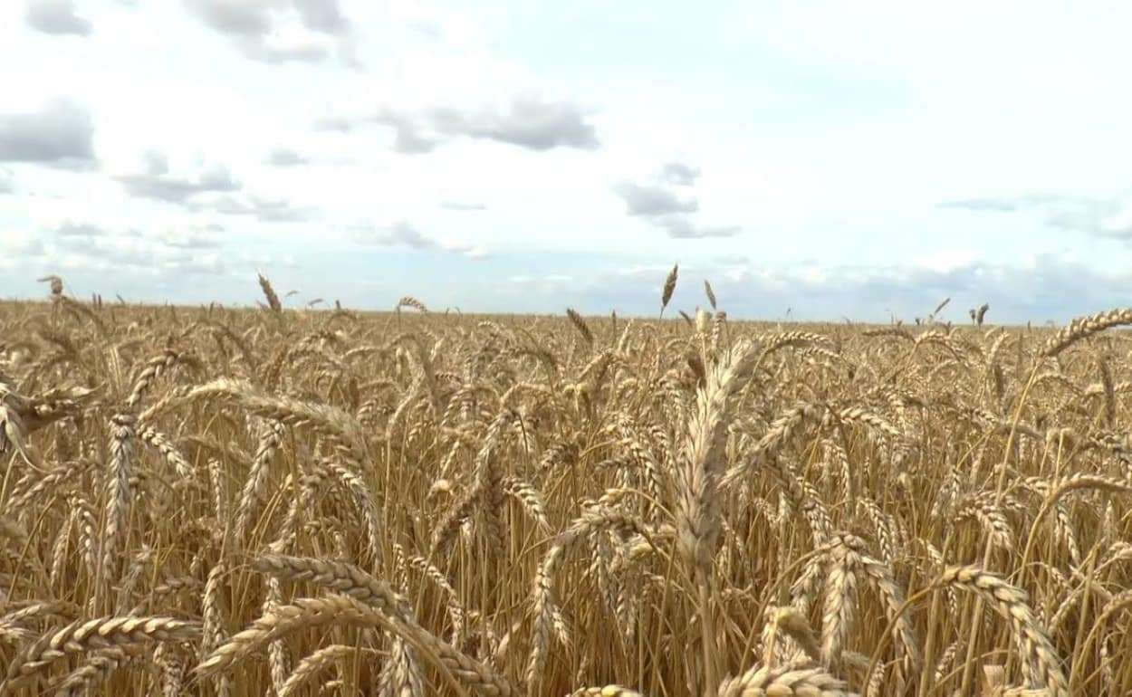 Эксперты Expana улучшили прогноз урожая пшеницы в странах ЕС в 2026/27 МГ - agroexpert.md