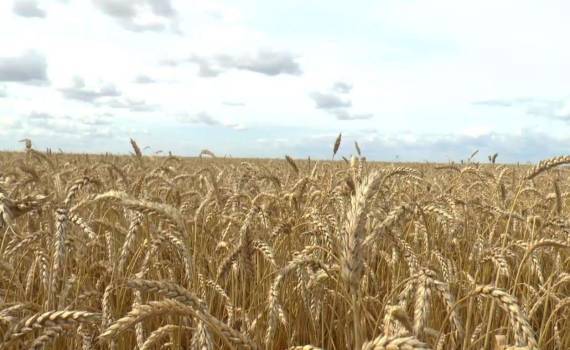 Эксперты Expana улучшили прогноз урожая пшеницы в странах ЕС в 2026/27 МГ - agroexpert.md