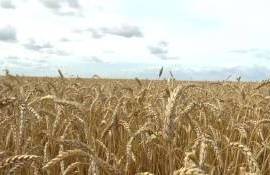 Эксперты Expana улучшили прогноз урожая пшеницы в странах ЕС в 2026/27 МГ - agroexpert.md
