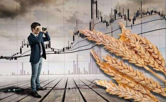 На мировых рынках в четверг цены на пшеницу и кукурузу снизились - agroexpert.md