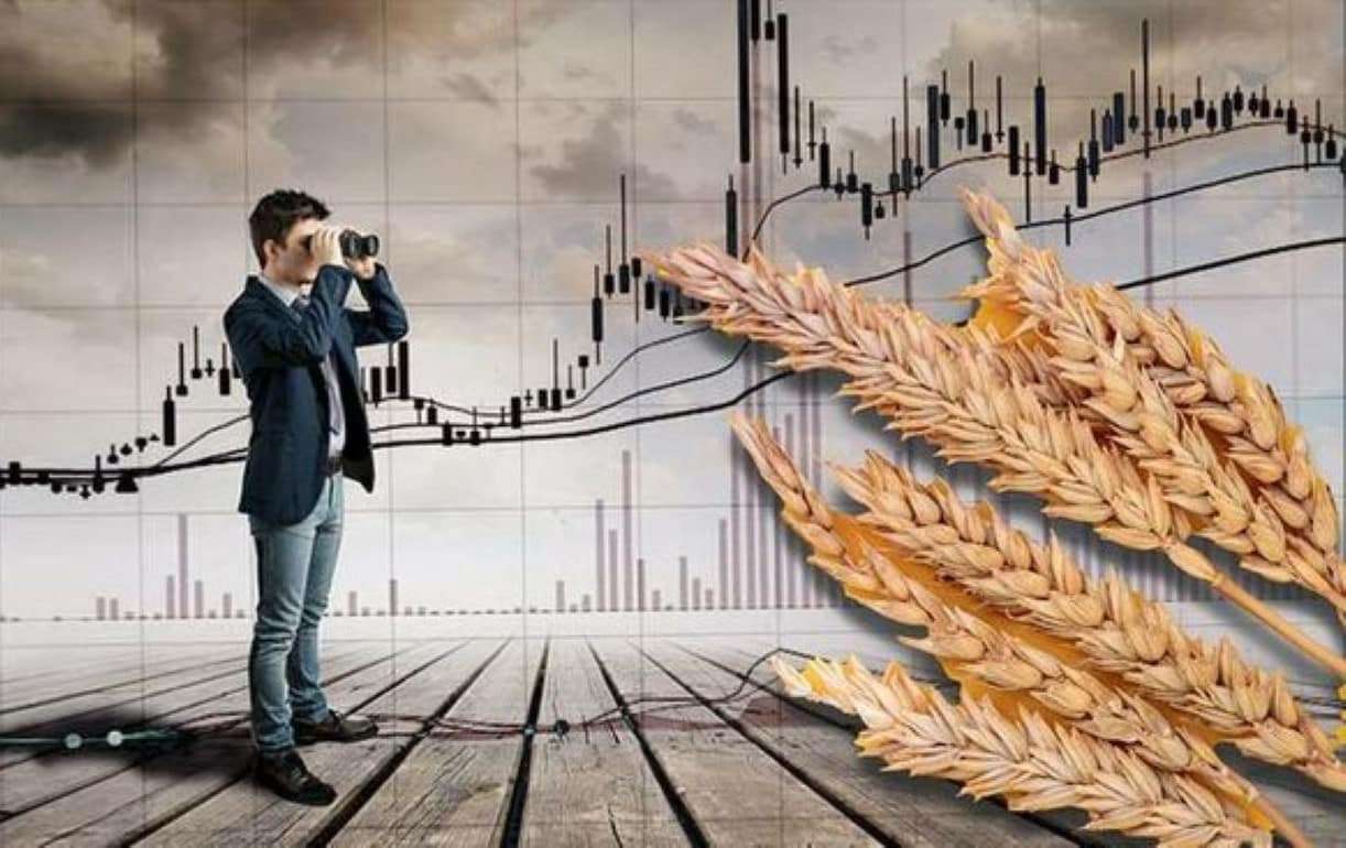 На мировых рынках в четверг цены на пшеницу и кукурузу снизились - agroexpert.md