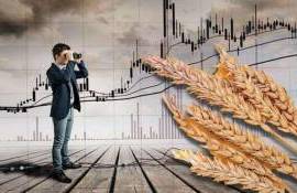 На мировых рынках в четверг цены на пшеницу и кукурузу снизились - agroexpert.md