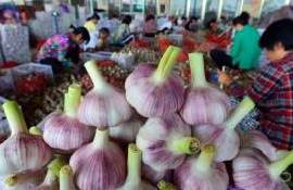 Значительный рост производства чеснока в Китае вызвал обвал цен - agroexpert.md