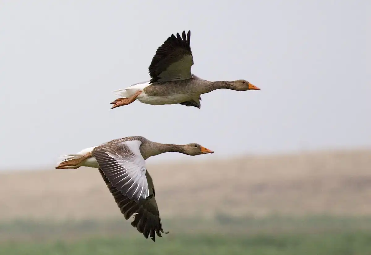 Noi focare de gripa aviară în Slovacia, Ucraina şi Germania