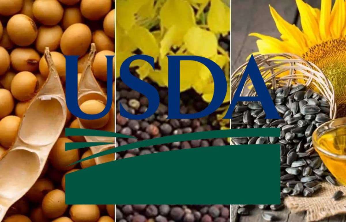 Апрельский отчет FAS USDA: корректировка балансов масличных культур - agroexpert.md