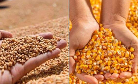 Зерновой экспорт Молдовы в мае 2026 года: обзор - agroexpert.md